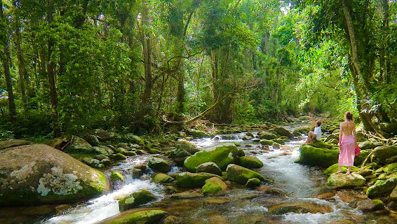 Tropical Rainforest Retareat - Misty Mountains